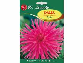 Dalia ogrodowa Izyda seria tradycyjna W.LEGUTKO