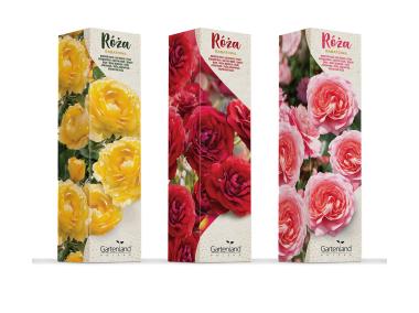 Zdjęcie: Róża rabatowa mix kolorów GARTENLAND