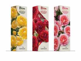 Róża rabatowa mix kolorów GARTENLAND