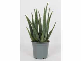 Aloe Vera KAMA MAŚLANKIEWICZ