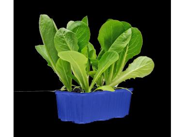 Zdjęcie: Sadzonki sałaty czerwonej 6 szt. 4 FLOWER