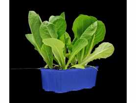 Sadzonki sałaty czerwonej 6 szt. 4 FLOWER