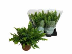Kwiat doniczkowy Paproć Nephrolepis KAMA