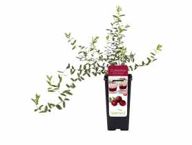 Żurawina w doniczce C2 GARTENLAND