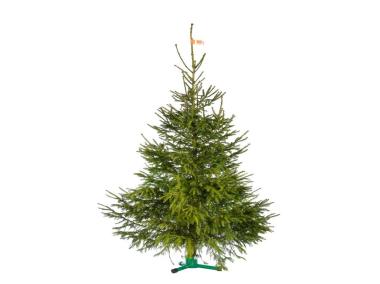 Zdjęcie: Świerk pospolity cięty Standard 180-220 cm BPS