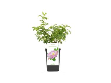 Zdjęcie: Róża dzika GARTENLAND