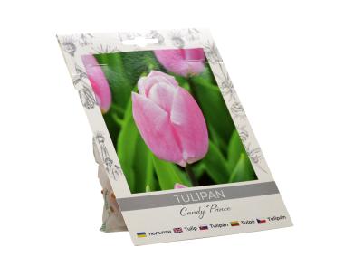 Zdjęcie: Tulipan Candy Prince W.LEGUTKO