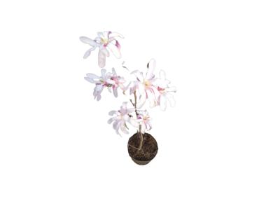 Zdjęcie: Magnolia Loebnera Leonard Messel ŁAZUCCY