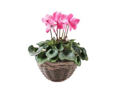 Zdjęcie: Koszyk do obsadzania kwiatami 27x14 cm okragły TIN TOURS