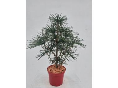 Zdjęcie: Sośnica japońska ŁAZUCCY