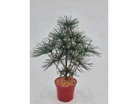 Sośnica japońska ŁAZUCCY