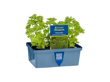 Zdjęcie: Pietruszka mix 6 szt. 4 FLOWER