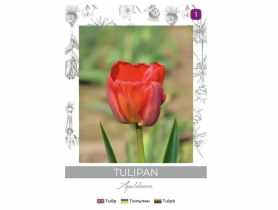Tulipan Miranda czerwony 4 sztuki W.LEGUTKO