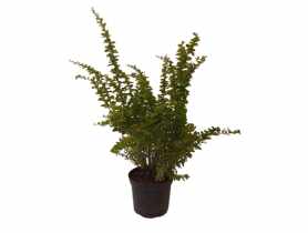 Berberys Thunberga ŁAZUCCY
