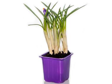 Zdjęcie: Krokus doniczkowy 7x7 cm CYGANEK