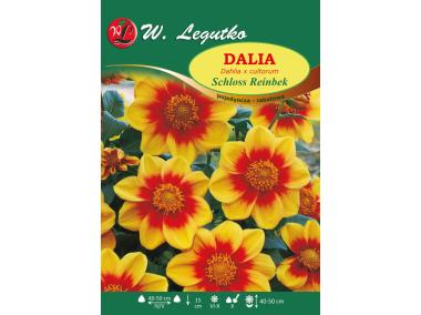 Zdjęcie: Dalia ogrodowa Schloss Reinbek seria tradycyjna W.LEGUTKO