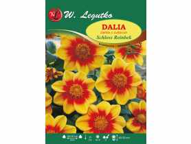 Dalia ogrodowa Schloss Reinbek seria tradycyjna W.LEGUTKO