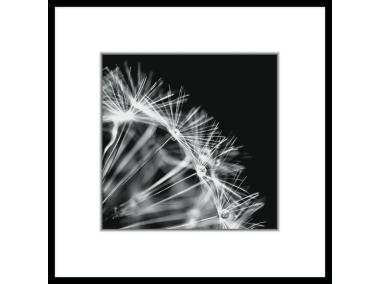 Zdjęcie: Obraz Artbox 50x50 cm Ab008 Dandel 2 STYLER