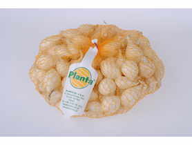 Cebula dymka Snowball 0.5 kg PLANTA