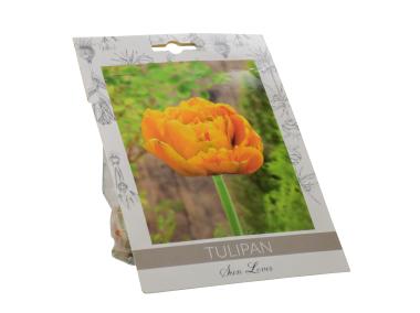 Zdjęcie: Tulipan Sunlover W.LEGUTKO