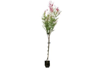 Zdjęcie: Tamaryszek drobnokwiatowy Tamarix parviflora C3/80-100 cm ŁAZUCCY