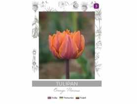 Tulipan Orange Princess pomarańczowy 3 sztuki W.LEGUTKO
