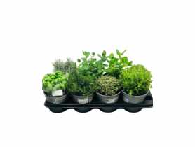 Zioła w doniczkach 14 cm mix KAMA
