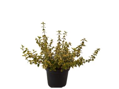 Zdjęcie: Trzmielina Fortunea Sunshine Euonymus ŁAZUCCY