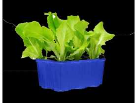 Sadzonki sałaty dębolistnej 6 szt. 4 FLOWER