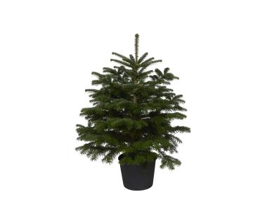Zdjęcie: Jodła kaukaska w donicy 125-150 cm GREEN TEAM POLSKA