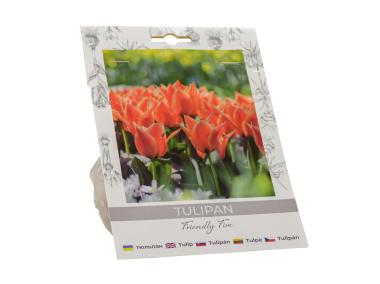 Zdjęcie: Tulipan Friendly Fire W.LEGUTKO