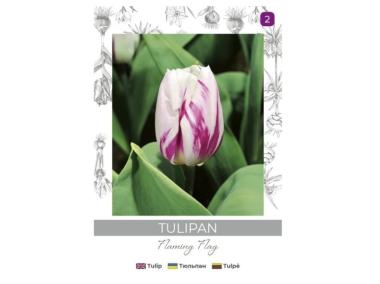 Zdjęcie: Tulipan Flaming Flag fioletowo-biały 4 sztuki W.LEGUTKO