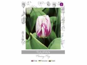 Tulipan Flaming Flag fioletowo-biały 4 sztuki W.LEGUTKO