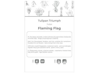 Zdjęcie: Tulipan Flaming Flag fioletowo-biały 4 sztuki W.LEGUTKO