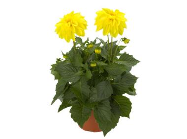 Zdjęcie: Dalia doniczkowa P 10,5 cm CYGANEK