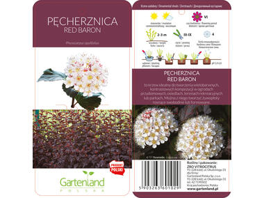 Zdjęcie: Pęcherznica Luteus GARTENLAND