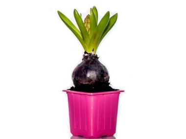 Zdjęcie: Hiacynt doniczkowy 7x7 cm CYGANEK