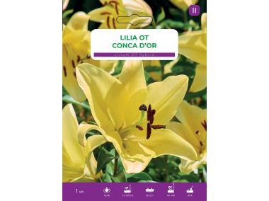 Zdjęcie: Lilia Conca Dor LEGUTKO