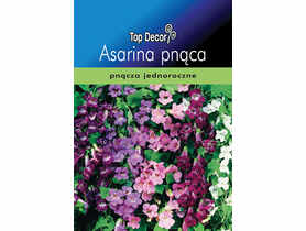 Asarina pnąca TOP DECOR