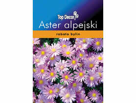 Aster alpejski TOP DECOR