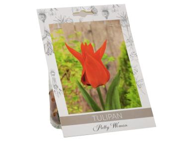 Zdjęcie: Tulipan Pretty Woman W.LEGUTKO
