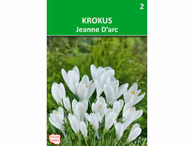 Krokus Versus biały W.LEGUTKO
