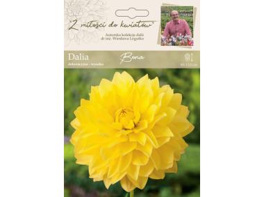 Zdjęcie: Dalia ogrodowa Bona kolekcja dalii W.LEGUTKO