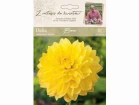 Dalia ogrodowa Bona kolekcja dalii W.LEGUTKO