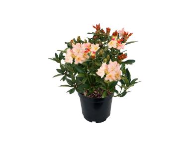 Zdjęcie: Różanecznik Scyphocalyx ŁAZUCCY