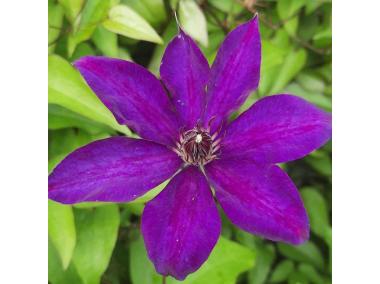 Zdjęcie: Clematis The President WĘDROWSCY