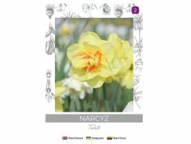 Narcyz Tahiti żółty z czerwonym środkiem 3 sztuki W.LEGUTKO
