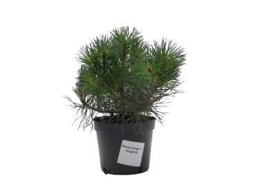 Zdjęcie: Sosna górska Pinus mugo mughus ŁAZUCCY