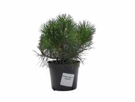 Sosna górska Pinus mugo mughus ŁAZUCCY