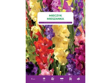 Zdjęcie: Mieczyk mieszanka kolorów LEGUTKO